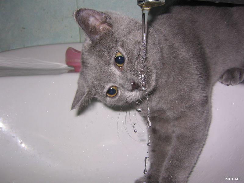 fishki