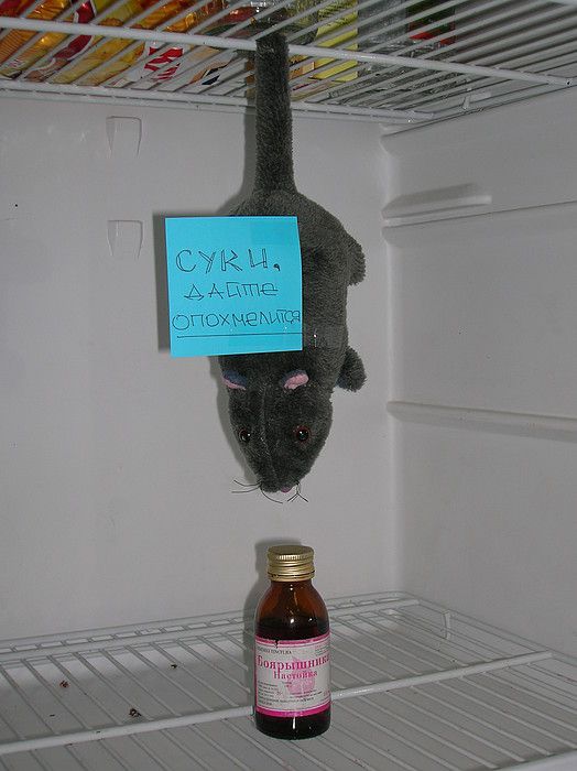 Fun pictures of the day