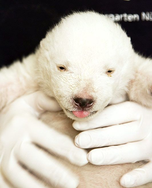 001 medved bear cub