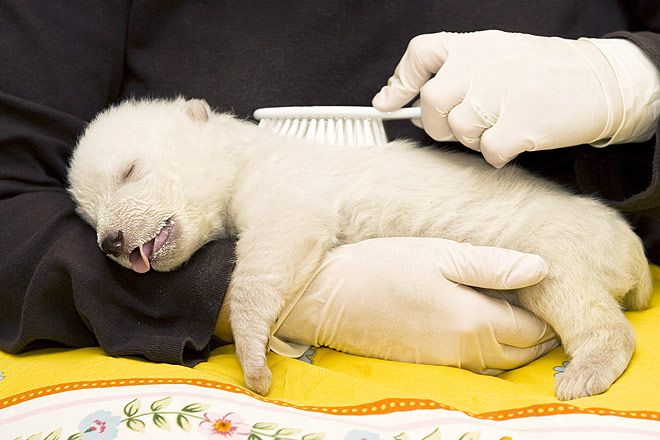002 medved bear cub