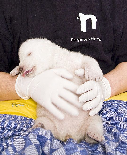 003 medved bear cub