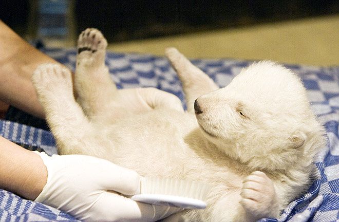004 medved bear cub