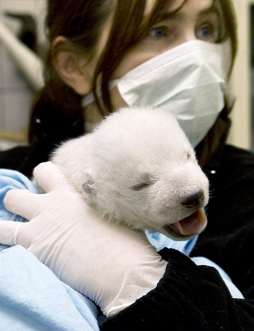 005 medved bear cub