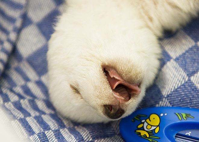 006 medved bear cub