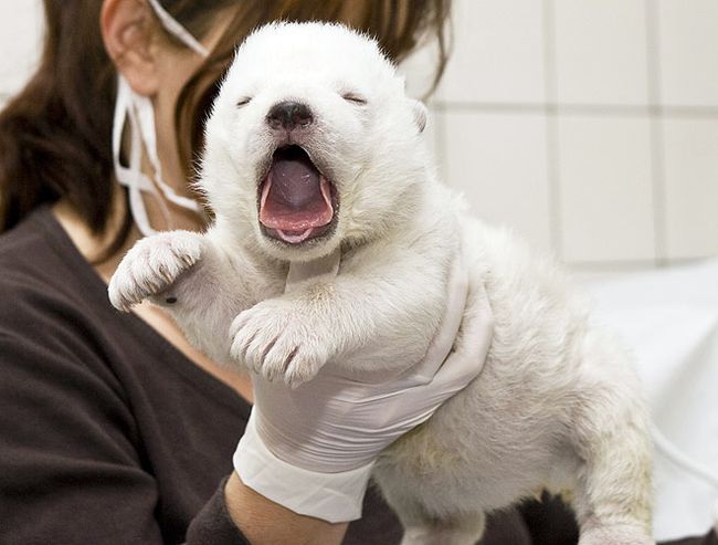 tn bear cub