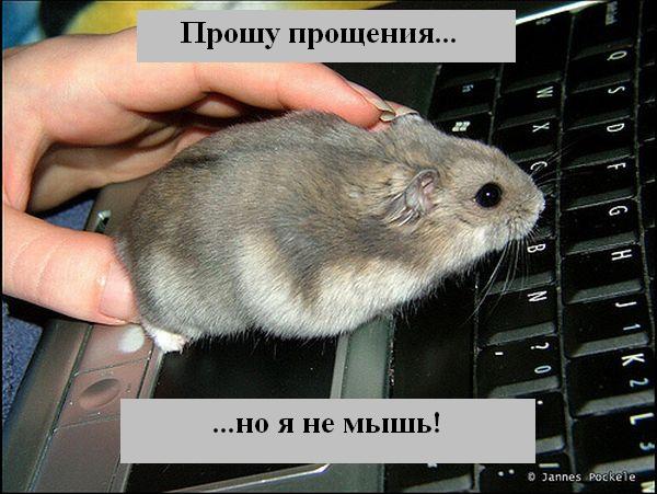 http://ru.fishki.net/picsw/012008/24/animals/045_animals.jpg