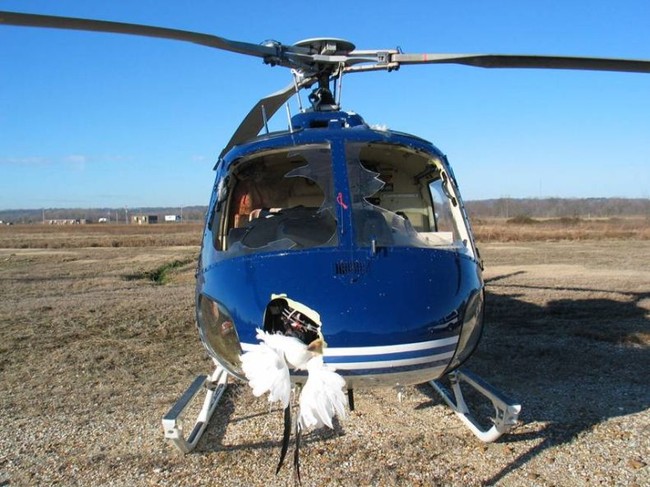 В США вертолет столкнулся со стаей гусей (25 фото)