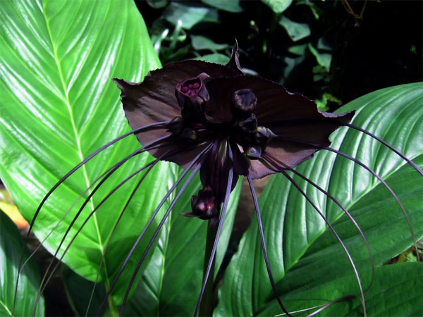 1 место: Орхидеи. Семейство этих растений – одно из самых многочисленных в мире. Оно насчитывает более 25 тысяч видов, большинство из которых растет на деревьях, но, в отличие от растений-паразитов, использует их только как опору. Это растение на удивление неприхотливо, а при цветении не вызывает аллергии. На Гавайских островах в Тихом океане орхидеи настолько расплодились, что фраза 
