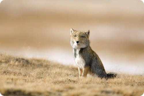 http://ru.fishki.net/picsw/012010/19/post/zveri/tibetan-fox.jpg