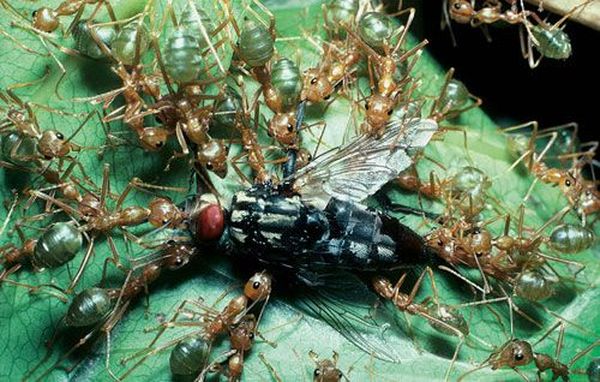 Medicinal insects (11 photos)