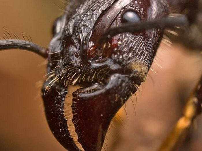Medicinal insects (11 photos)