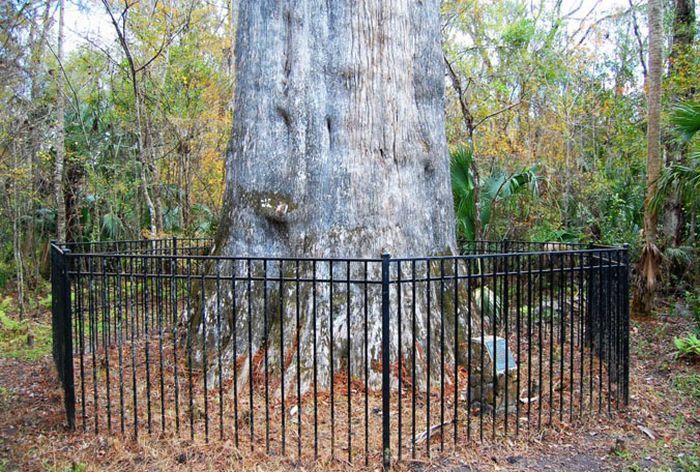 Погибло одно из старейших деревьев на Земле (19 фото)