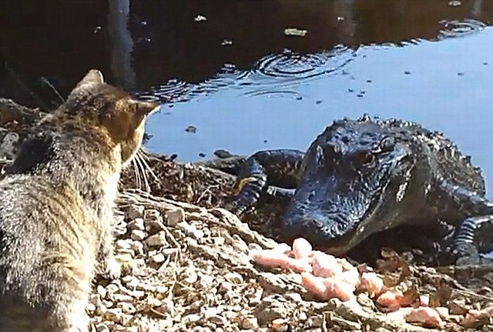 Cat against a crocodile (3 photos + 1 video)