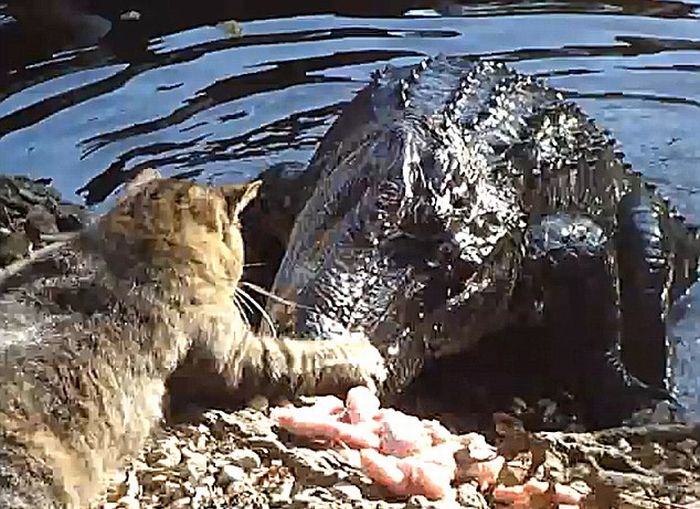 Cat against a crocodile (3 photos + 1 video)