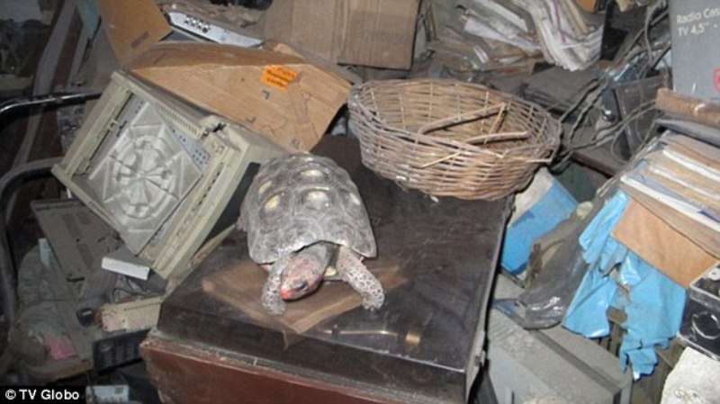 Забытая на 30 лет в чулане черепаха выжила без еды 002