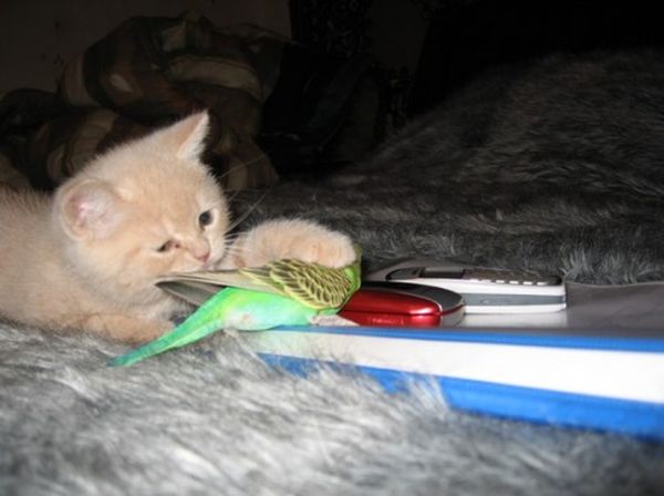 &Dcy;&rcy;&ucy;&zhcy;&bcy;&acy; &vcy; &mcy;&icy;&rcy;&iecy; &zhcy;&icy;&vcy;&ocy;&tcy;&ncy;&ycy;&khcy; (7 &fcy;&ocy;&tcy;&ocy;)