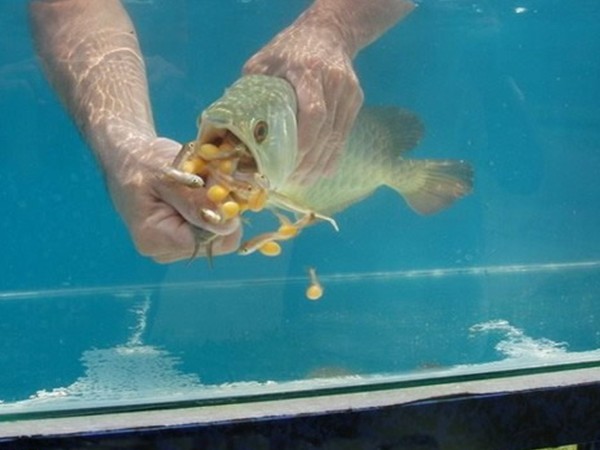 Удивительная рыба - Арована (5 фото)