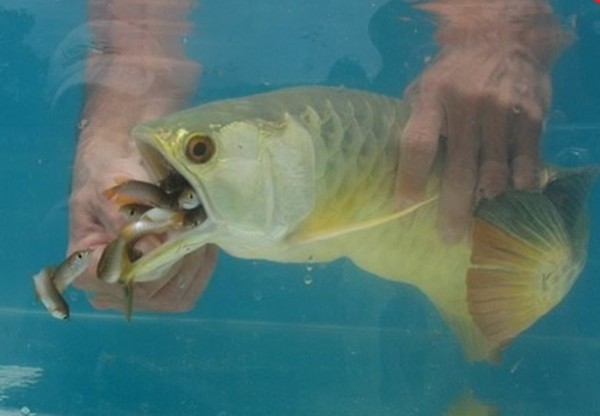 Удивительная рыба - Арована (5 фото)