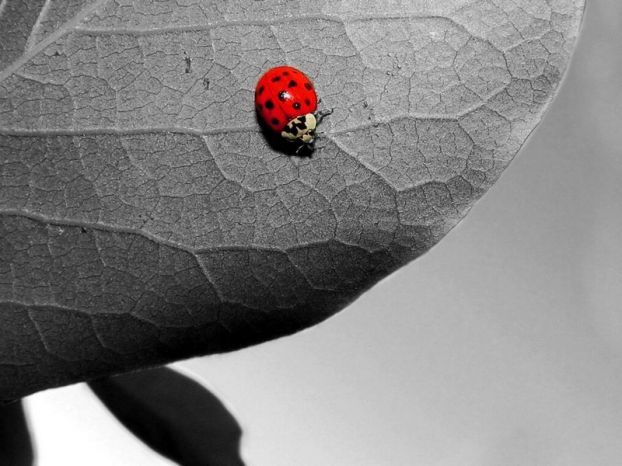 11 black and red Red on Black
