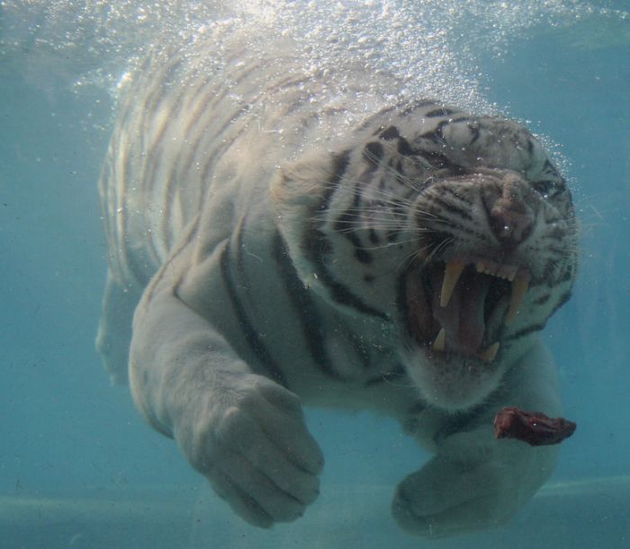 Подводный тигр