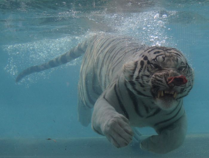 Подводный тигр