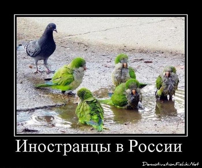 http://ru.fishki.net/picsw/022011/11/post/demotivator/demotivator-064.jpg