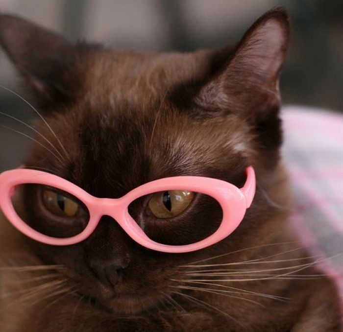 爱戴眼镜的酷猫