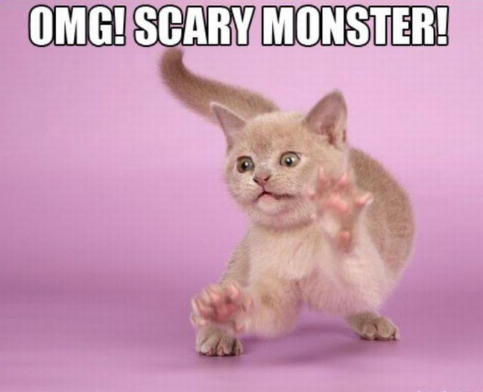 Seymour the Kitten (11 pics)