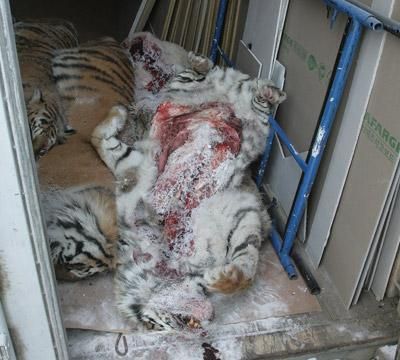 Цирк должен быть без животных! (6 фото + 3 видео) Цирк должен быть без животных! (6 фото + 3 видео)