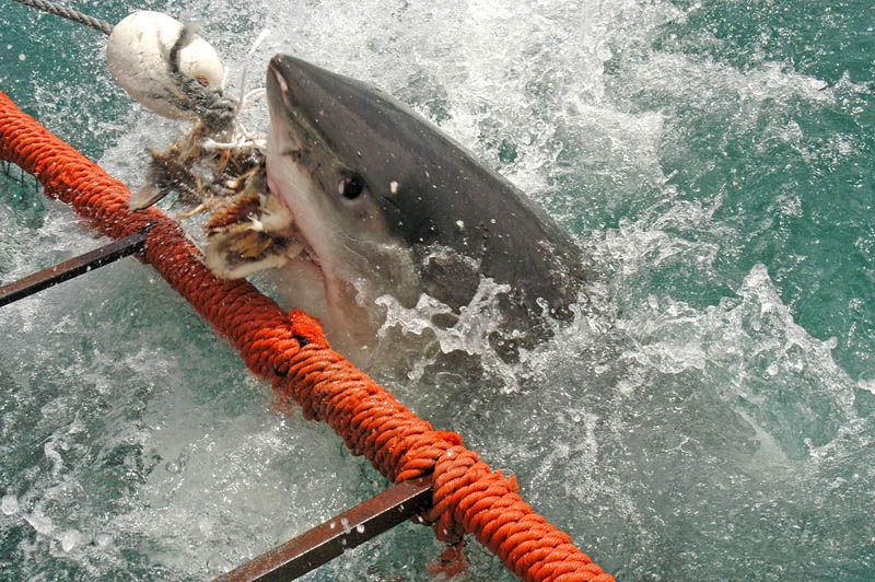 Повелительница морей – большая белая акула (20 фото)