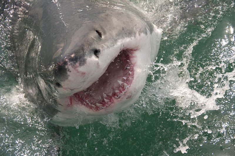 Повелительница морей – большая белая акула (20 фото)