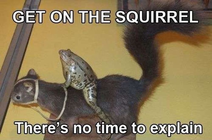Just a frog on a squi... wait what?