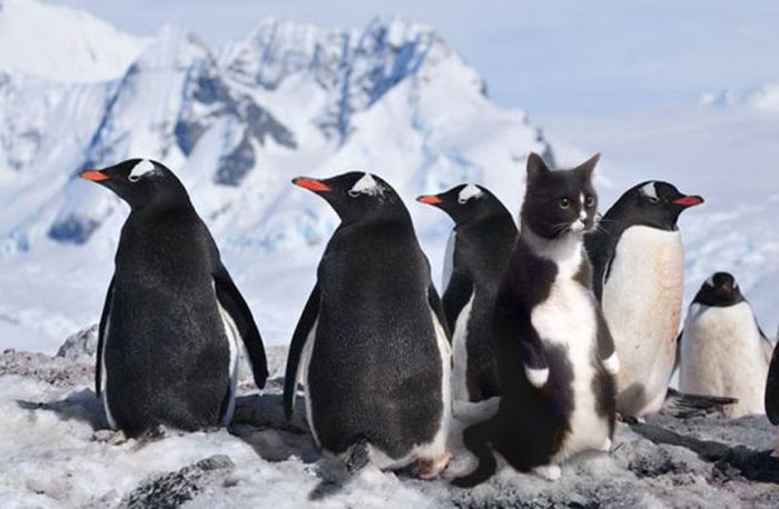 пингвины, коте, свой среди чужих, отличие, похож, 
