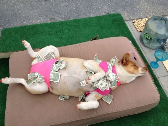 собака, доллары, купюры, прикол, белье, 
