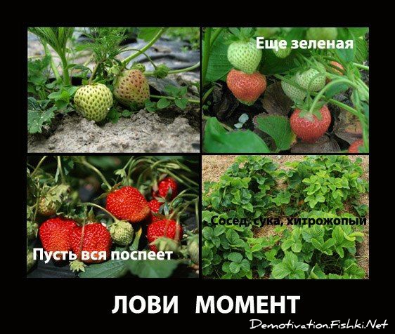 http://ru.fishki.net/picsw/022013/20/post/dem/dem-0020.jpg