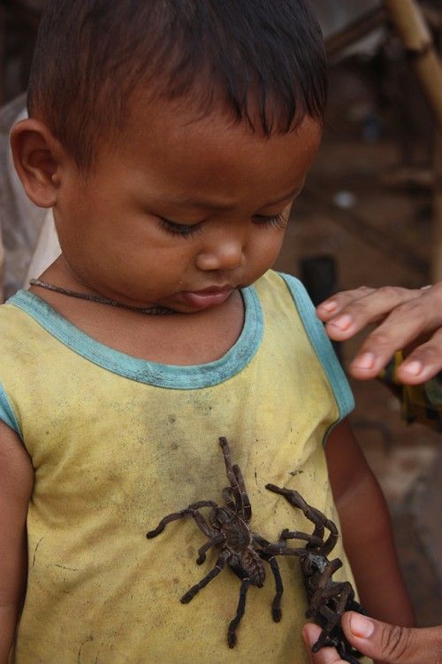 Поедание тарантулов в Камбодже Pauk-0010