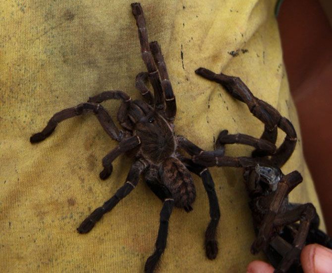 Поедание тарантулов в Камбодже Pauk-0011