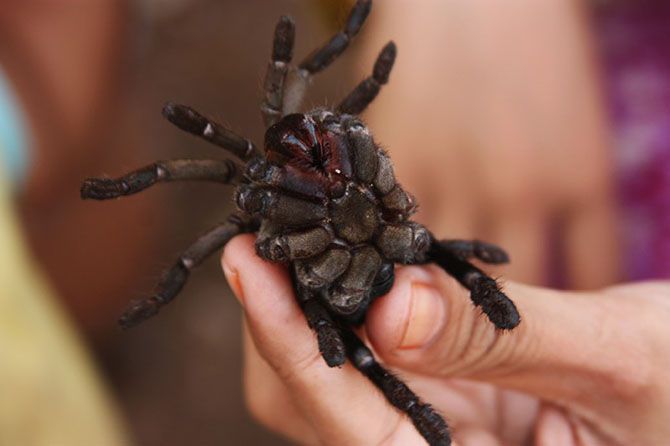 Поедание тарантулов в Камбодже Pauk-0012