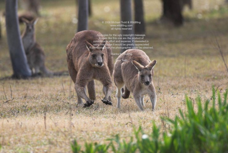 Битвы кенгуру (12 фото)
