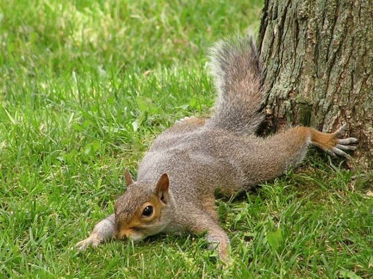 http://ru.fishki.net/picsw/032007/09/squirrels/26_squirrels_129215.jpg