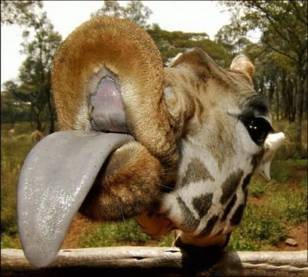 Animal Planet второй поход из дома (126 фото)