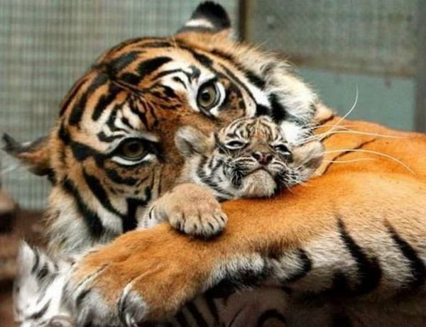 Animal Planet второй поход из дома (126 фото)