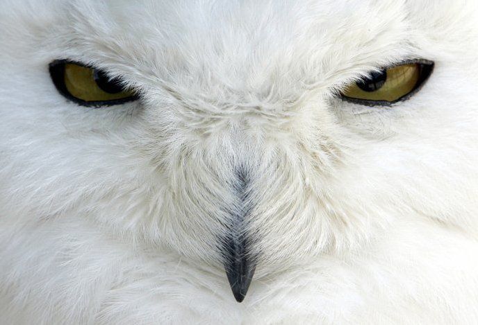 Animal Planet второй поход из дома (126 фото)