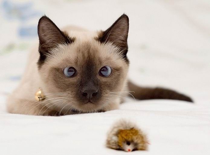 Animal Planet второй поход из дома (126 фото)