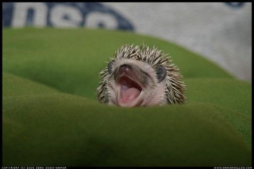 Animal Planet второй поход из дома (126 фото)
