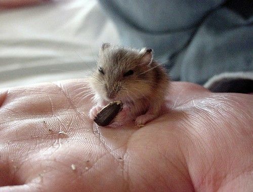 Animal Planet второй поход из дома (126 фото)