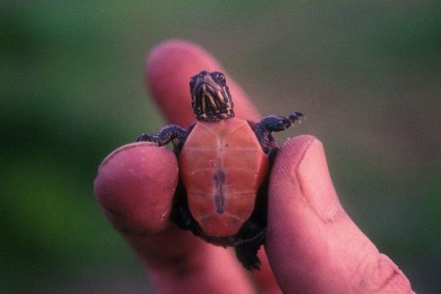 Animal Planet второй поход из дома (126 фото)