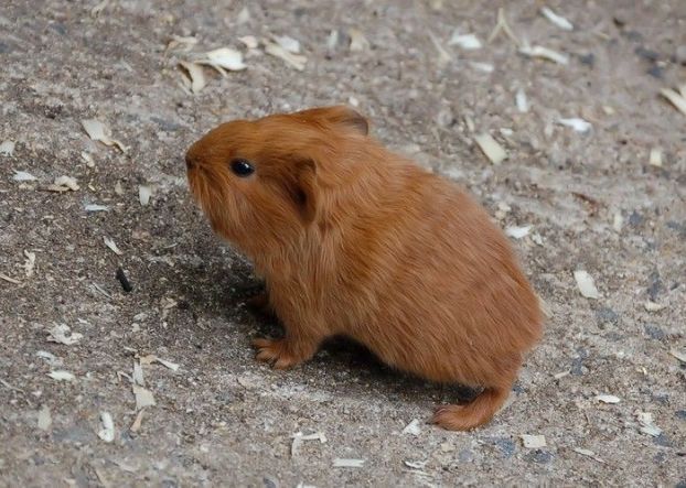 Animal Planet второй поход из дома (126 фото)