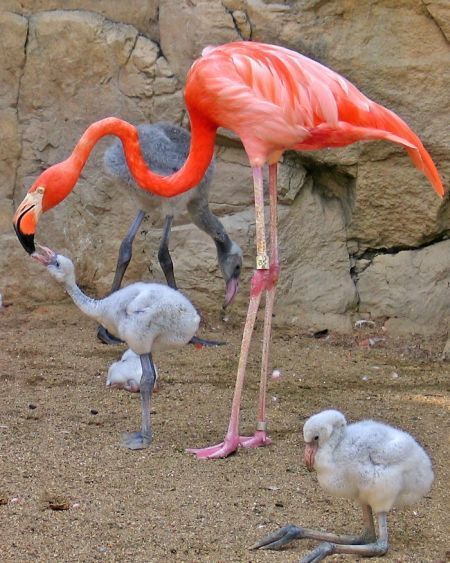 Animal Planet второй поход из дома (126 фото)