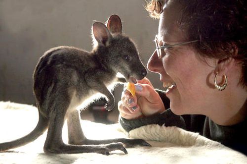 Animal Planet второй поход из дома (126 фото)